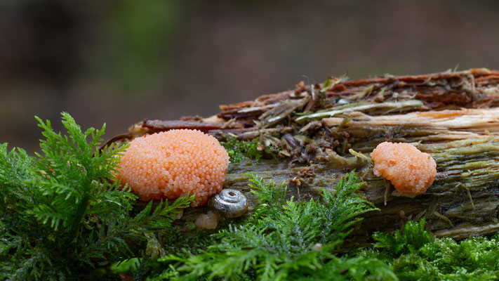 Fischeierschleimpilz