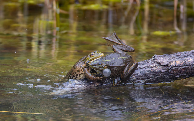 Teichfrosch (Pelophylax „esculentus“) 