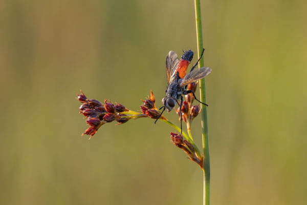 Raupenfliege ( Tachinidae )