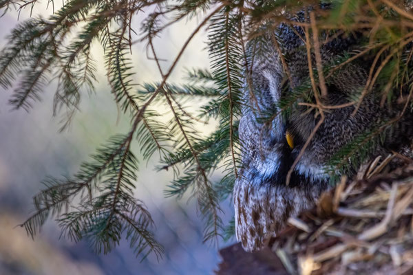Bartkauz (Strix nebulosa) 