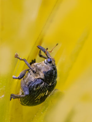 Weisspunktiger-Schwertlilienrüssler