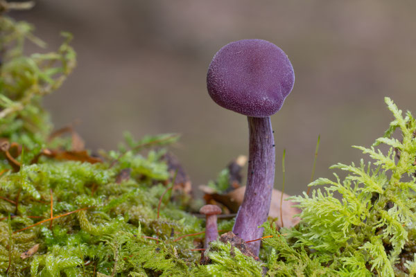 Violetter Lacktrichterling (Laccaria amethystina) 