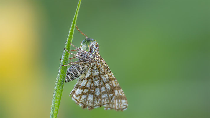 Gitterspanner (Chiasmia clathrata) 