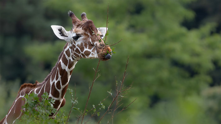 Netzgiraffe