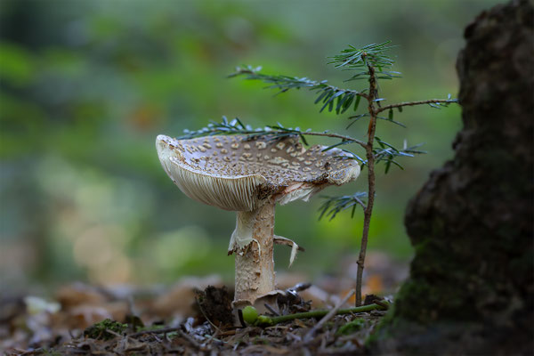 Perlpilz ( Amanita Rubescens ) 