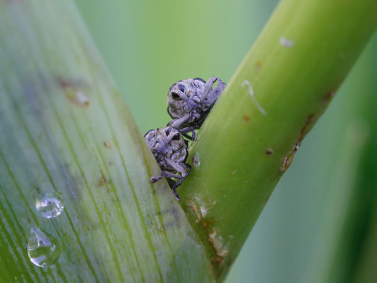 Weisspunktiger-Schwertlilienrüssler