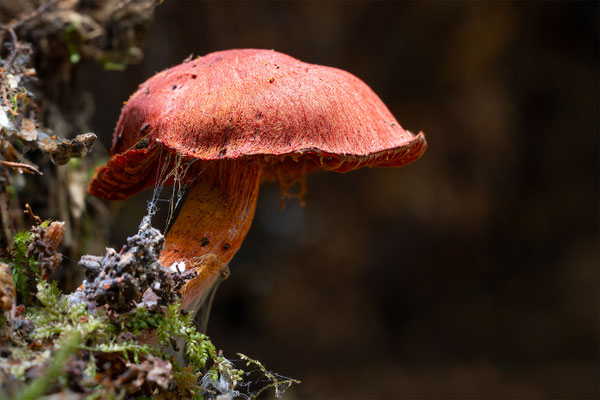 Hutroter Hautkopf ( Cortinarius Sanguineus ) Stark Giftig!
