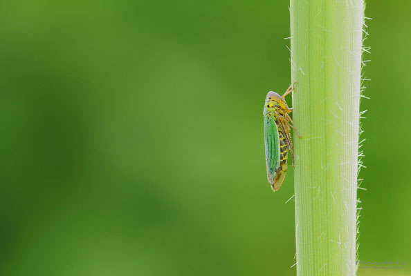 Binsenschmuckzikade (Cicadella viridis) 