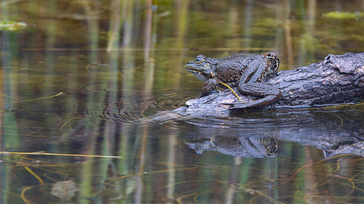 Teichfrosch (Pelophylax „esculentus“) 