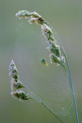 Kürbisspinne ( Araniella cf. cucurbitina )