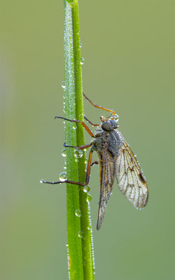 Schnepfenfliegen (Rhagionidae)