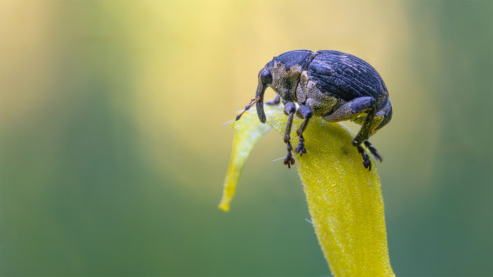 Weisspunktiger-Schwertlilienrüssler