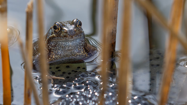 Grasfrosch (Rana temporaria )