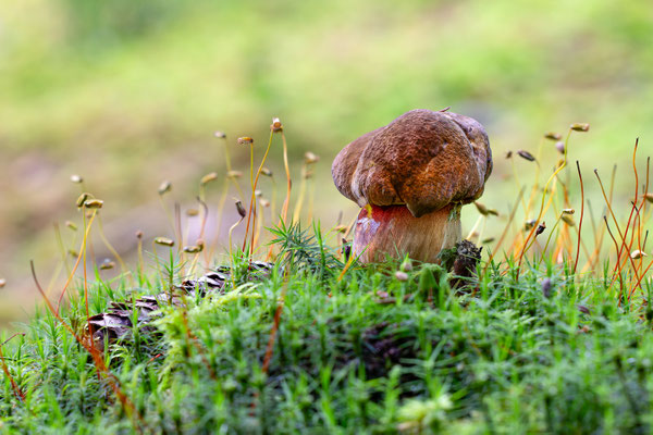 Flokenstieliger Hexenröhling.
