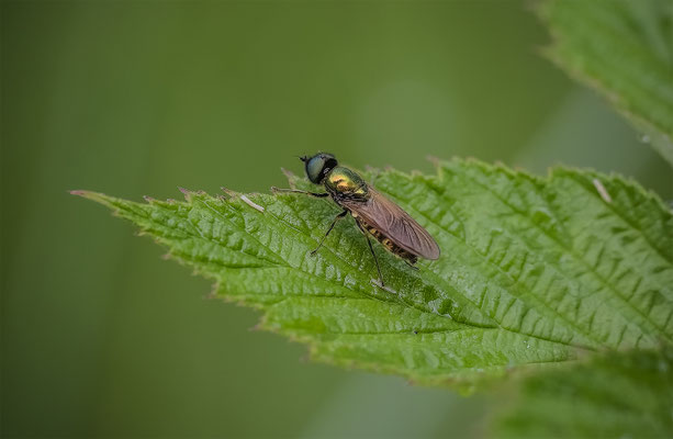 Grünglänzende Waffenfliege (Microchrysa polita )