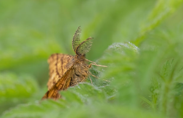 Heidespanner (Ematurga atomaria) Männchen