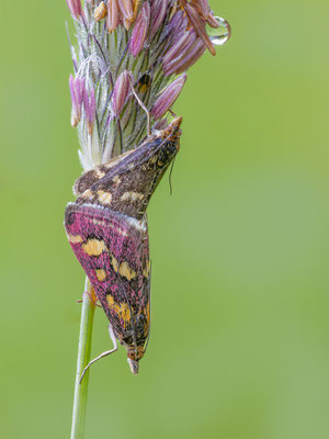 Purpurroter Zünsler (Pyrausta purpuralis) 