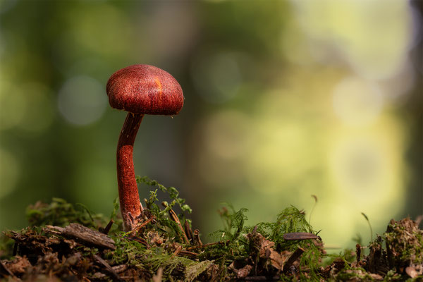 Hutroter Hautkopf ( Cortinarius Sanguineus ) Stark Giftig!
