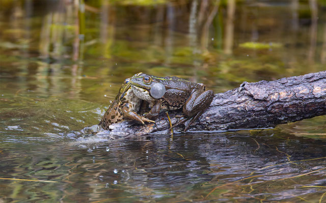 Teichfrosch (Pelophylax „esculentus“) 