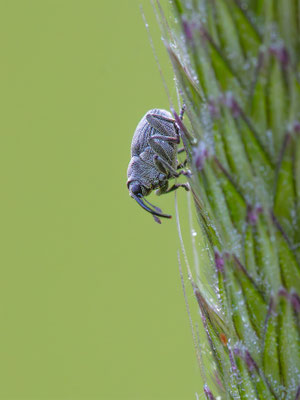 Grosser Rapsrüssler 'Ceutorhynchus napi'
