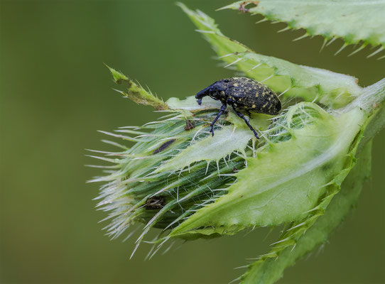 Länglicher Distelrüssler