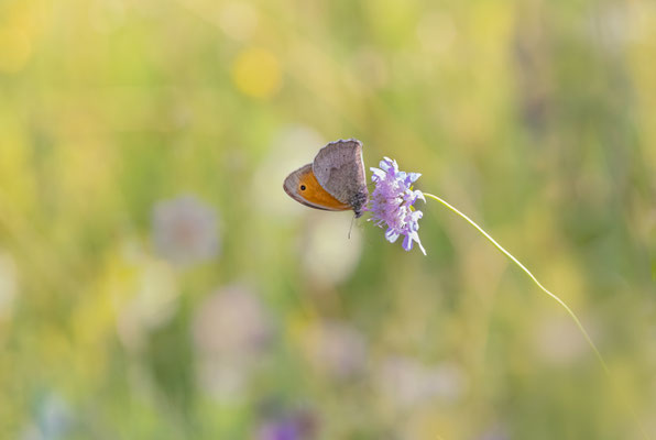 Kleines Wiesenvögelchen (Coenonympha pamphilus) 