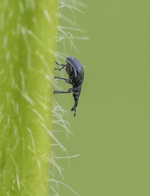 Malven Spitzmausrüssler