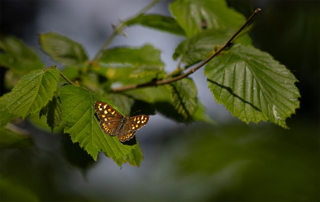 Waldbrettspiel (Pararge aegeria) 