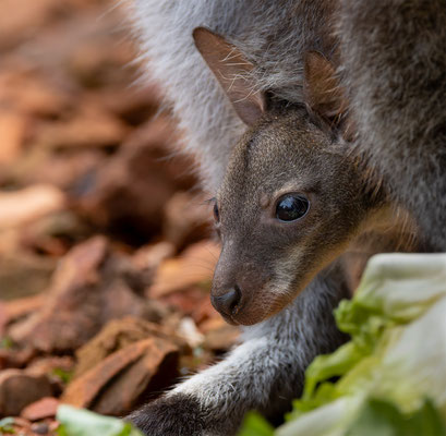 Wallaby