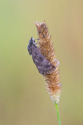 Kronwicken-Dickkopffalter (Erynnis tages) 