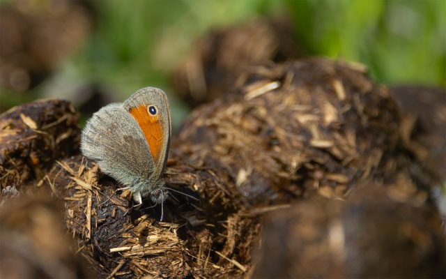 Kleines Wiesenvögelchen (Coenonympha pamphilus) 