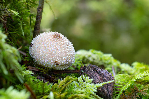 Flaschen-Stäubling (Lycoperdon perlatum) 