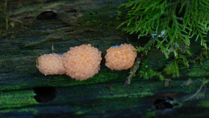 Fischeierschleimpilz