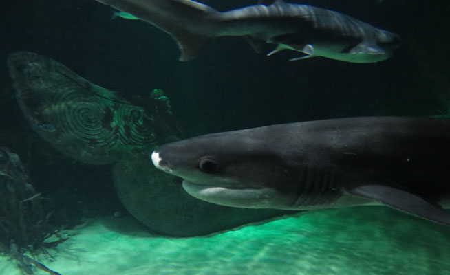 Abtauchen im Sealife. Hier mit Breitnasen-Siebenkiemerhai (Broadnose Sevengill Shark)