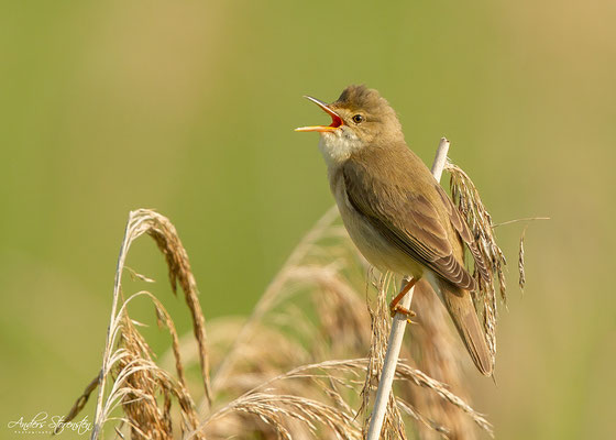 Marsh Warbler