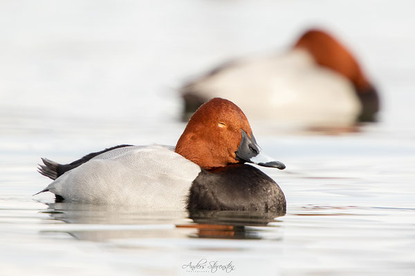 Pochard