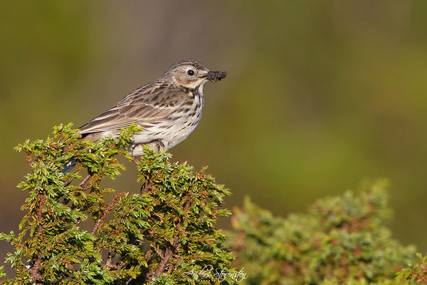 Meadow Pipit