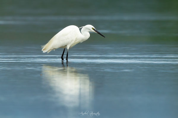 Little Egret