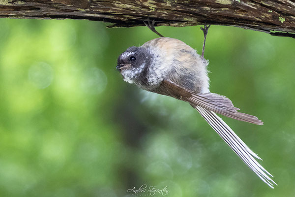 New Zealand Fantail