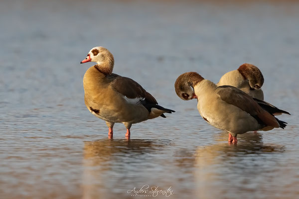 Egyptian Goose