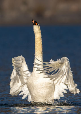 Mute Swan