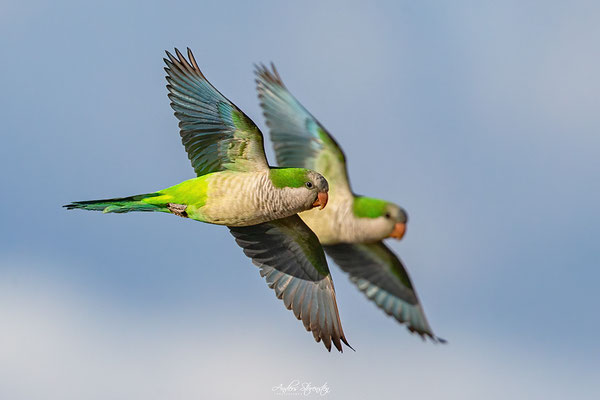 Monk Parakeet