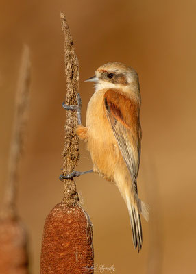 Penduline Tit