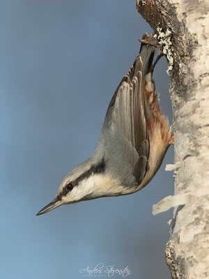 Eurasian Nuthatch