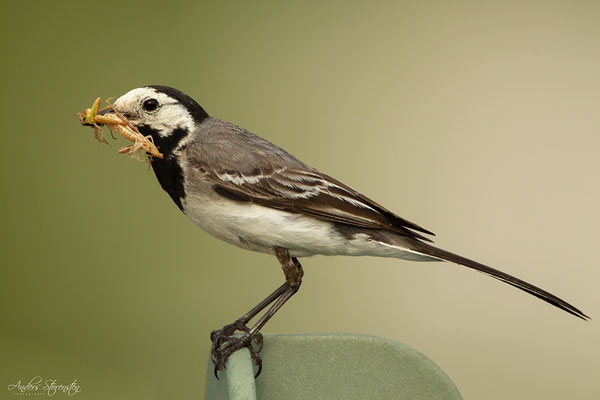 Pied Wagtail
