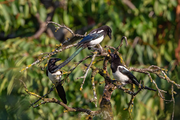 Magpie