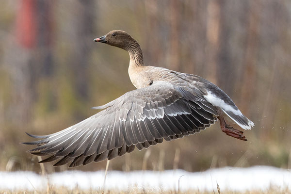 Pink-footed Goose