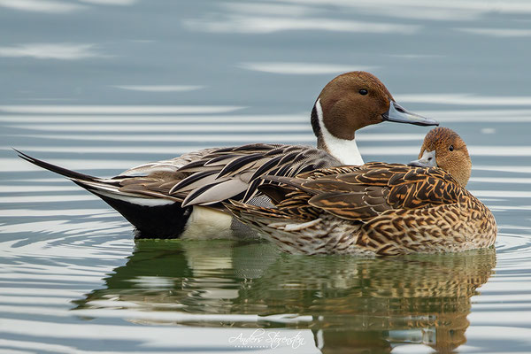 Northern Pintail