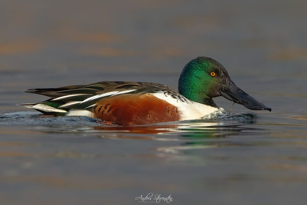 Northern Shoveler