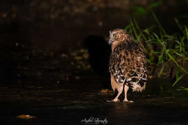 Buffy Fish Owl